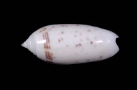 藏品(正榧螺)的圖片